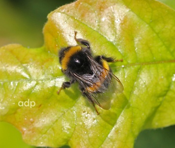 Bombus terrestris, Buff-tailed Bumblebee, worker, Alan Prowse